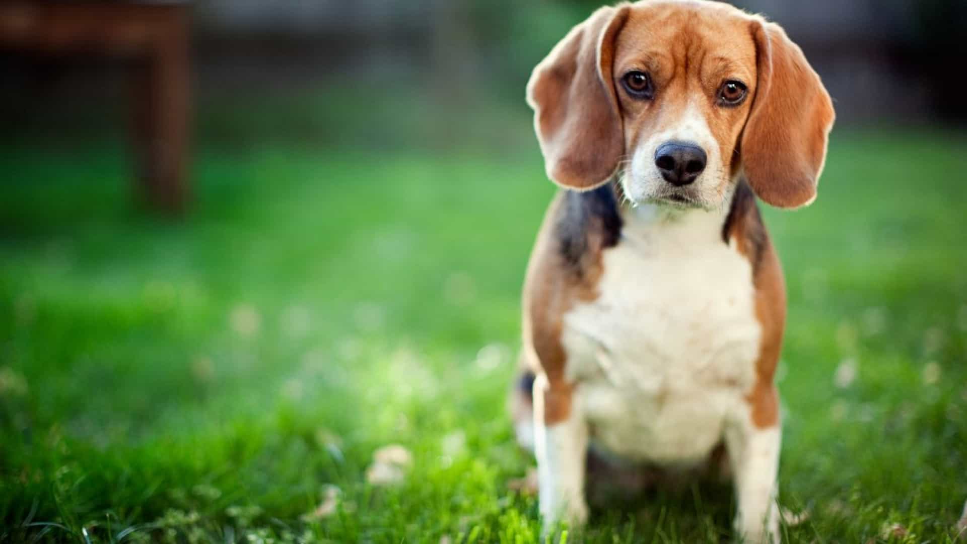 Espanha tenta impedir sacrifício de 38 beagles usados em experiências