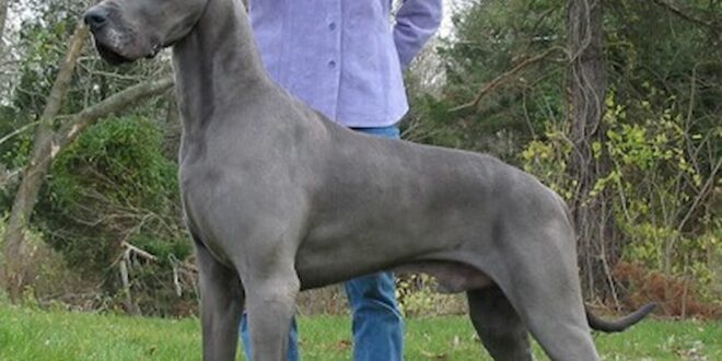 dogue-alemao-1