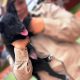 cães de resgate Corpo de Bombeiros