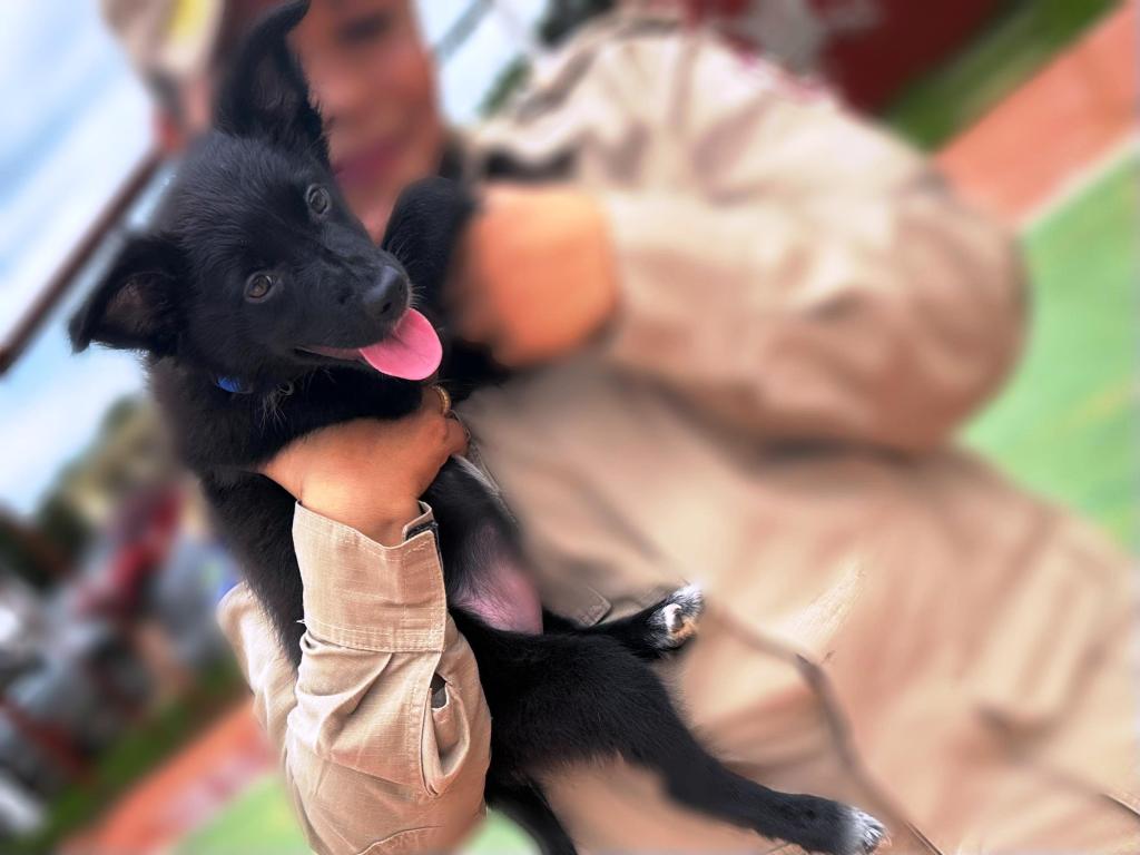 cães de resgate Corpo de Bombeiros
