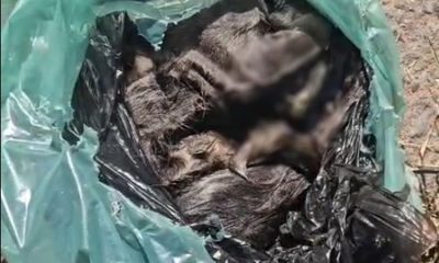Investigação da Polícia Civil em Cuiabá desvenda esquema de maus-tratos a animais após depoimento de testemunha-chave.