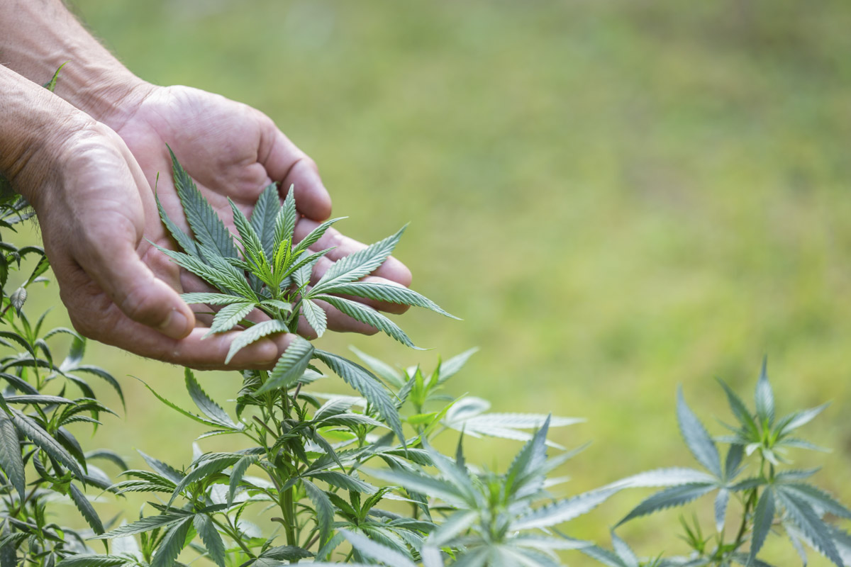 diferença cânhamo e maconha no agro