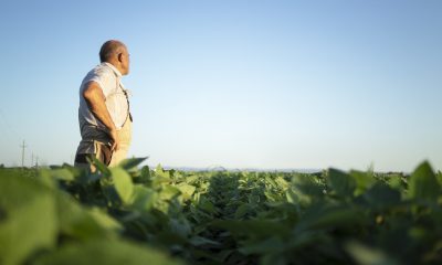 cadastro soja indea MT