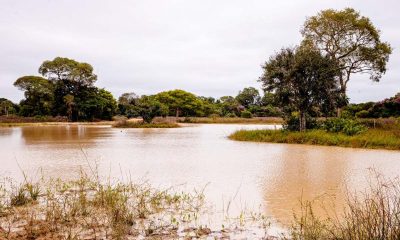 piracema em mato grosso