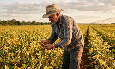 produtividade da soja em Mato Grosso
