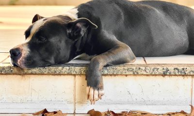 Guarda compartilhada de pets