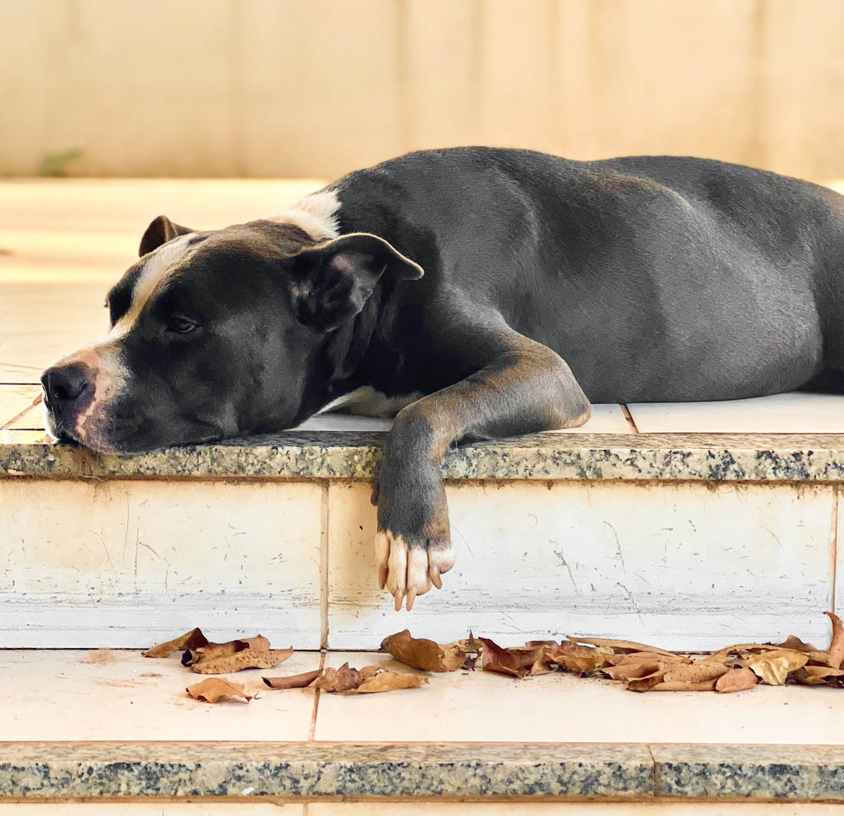 Guarda compartilhada de pets
