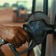 Lei subsídio diesel MT 2026