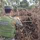 desmatamento irregular pantanal