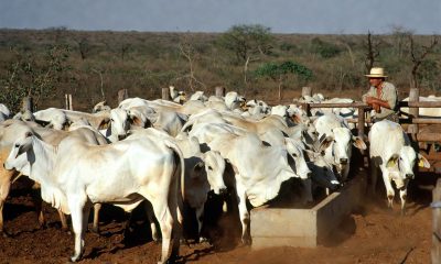 carne bovina de Mato Grosso