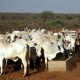 carne bovina de Mato Grosso
