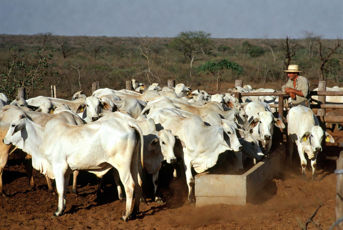 carne bovina de Mato Grosso