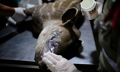 resgate de animais silvestres