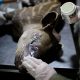 resgate de animais silvestres