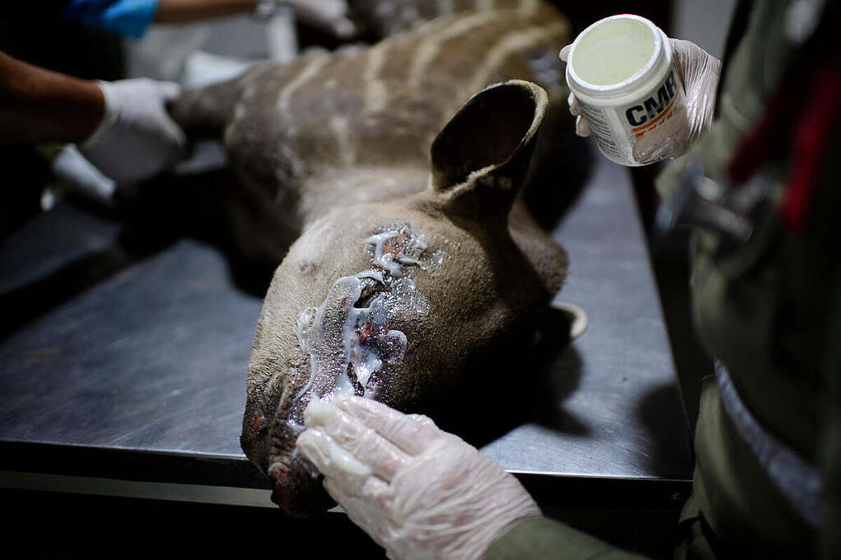 resgate de animais silvestres