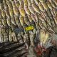 operações sema pesca predatória